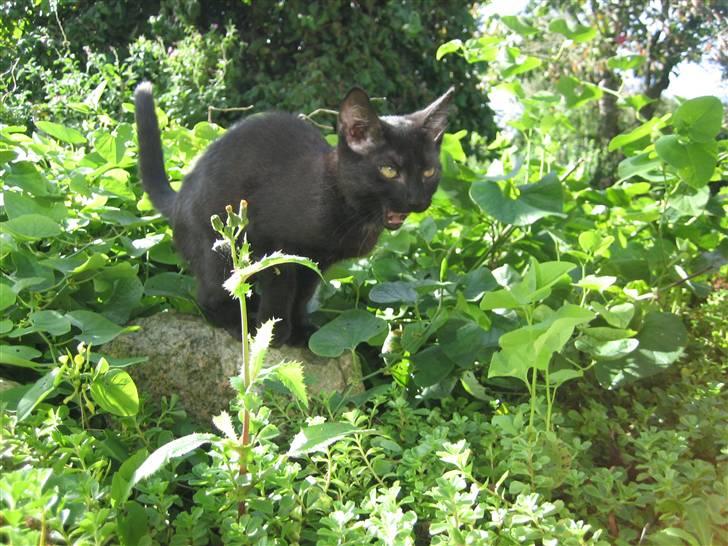 Huskat Gucci billede 16