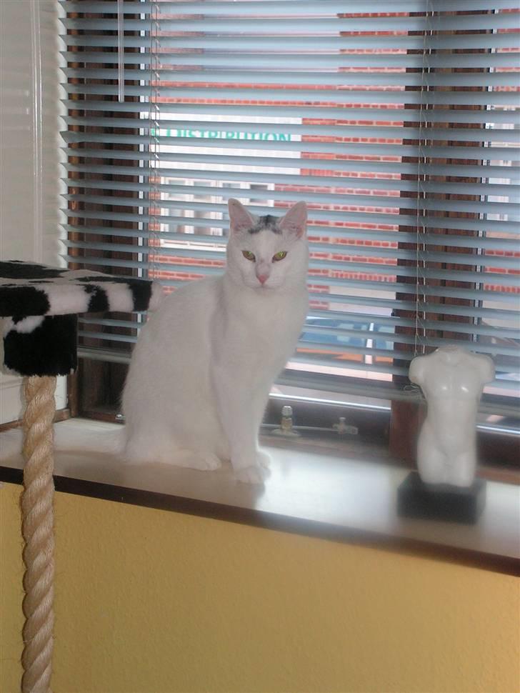 Blanding af racer Missen billede 1