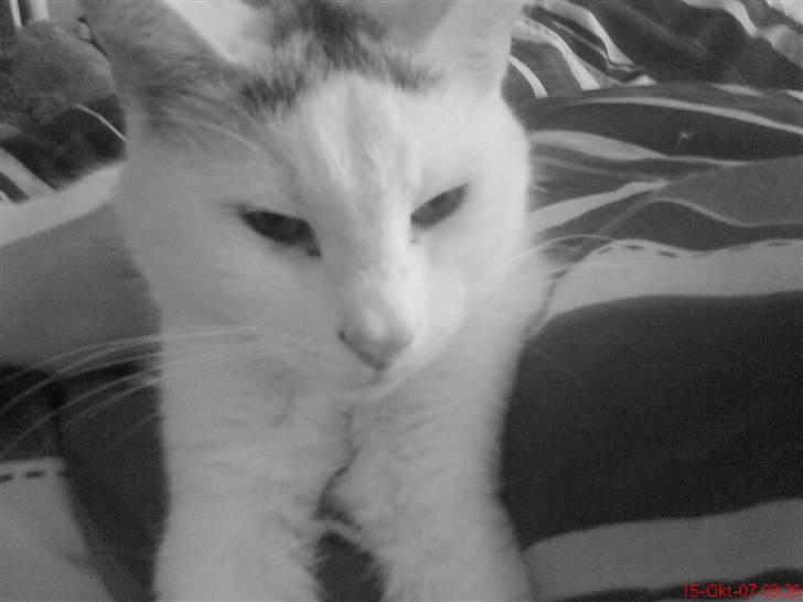 Blanding af racer Missen billede 3