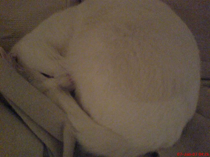 Blanding af racer Missen billede 4