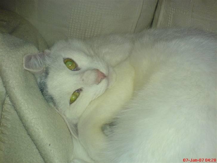 Blanding af racer Missen billede 5