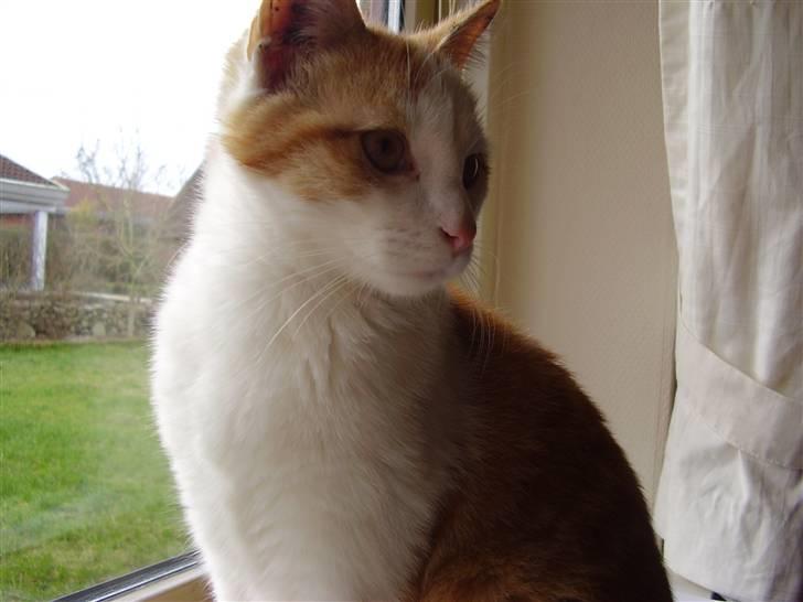 Huskat Gaston - Spændende :b billede 11