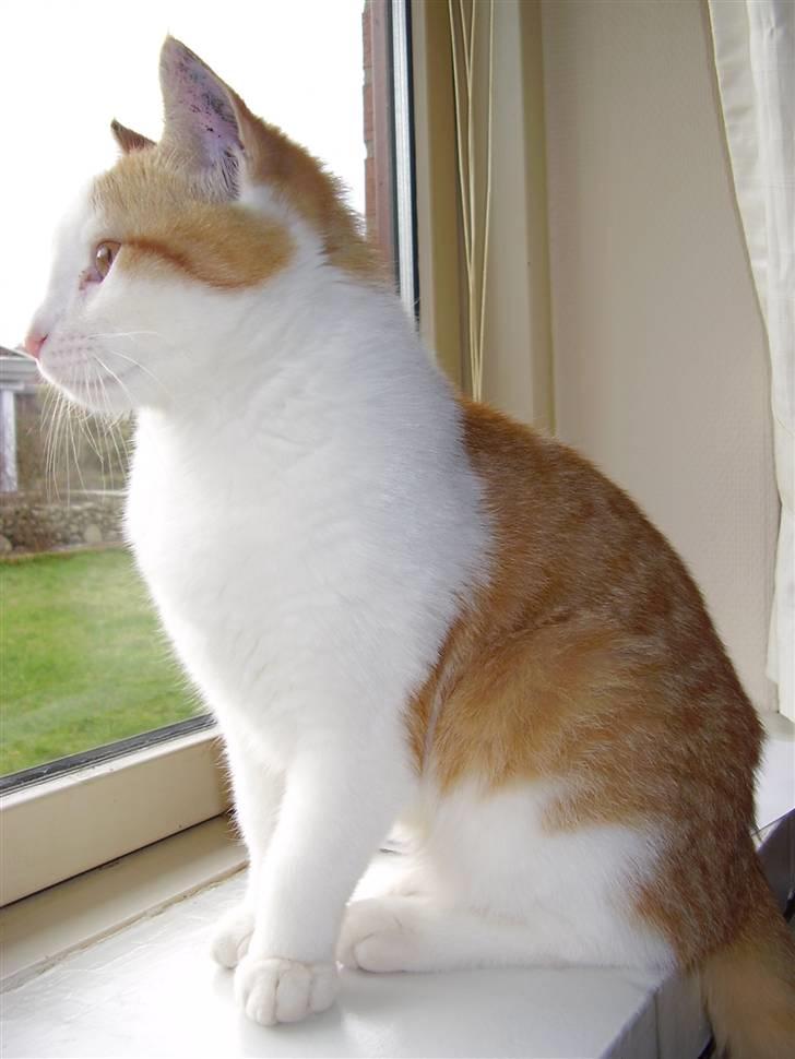 Huskat Gaston - Og så var der noget spændende uden for :b billede 12