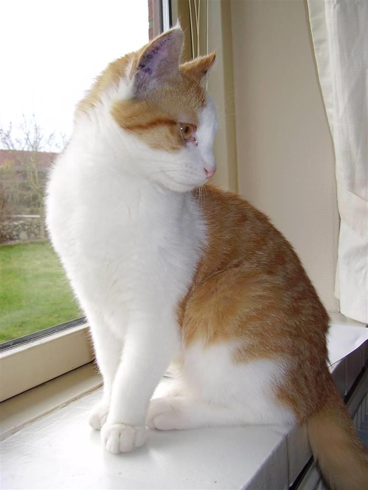 Huskat Gaston - (: billede 13