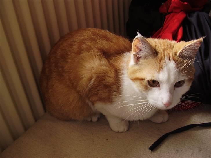 Huskat Gaston - Og han putter :b billede 14