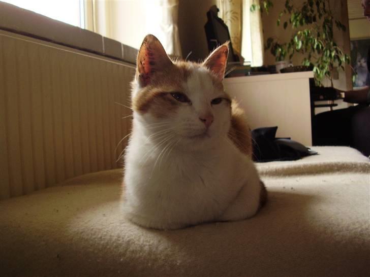 Huskat Gaston - Lidt træt :b billede 15