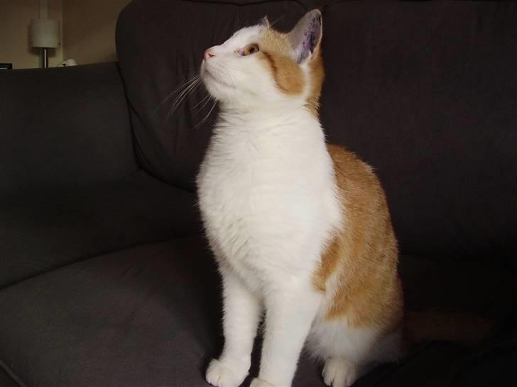 Huskat Gaston - (: billede 16