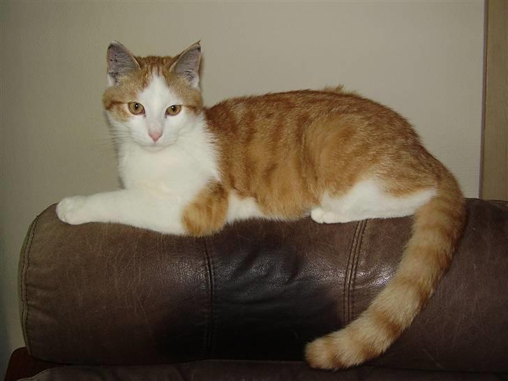 Huskat Gaston - "Se lige mig" :b billede 17