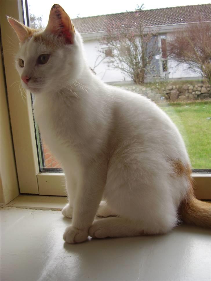 Huskat Abu - (: billede 9