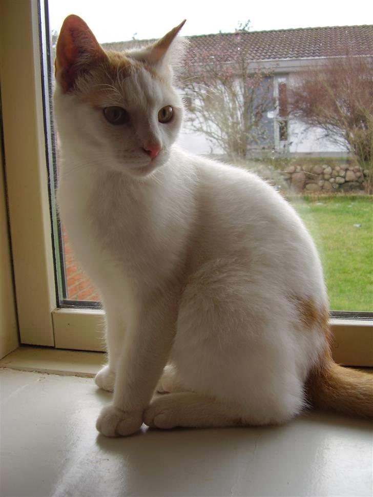 Huskat Abu - Smukke :b billede 10