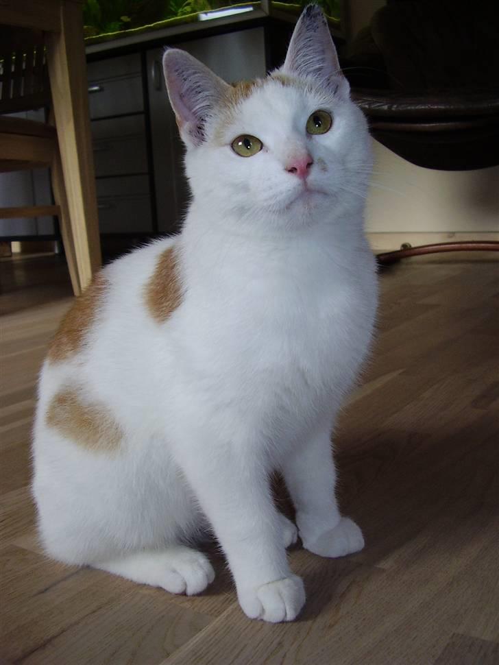 Huskat Abu - "Hej med dig" :b billede 11