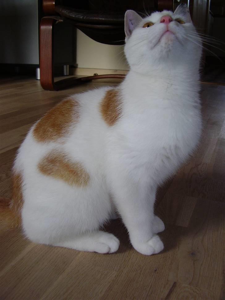 Huskat Abu - Og så kom der lige noget spændende i loftet :b billede 12