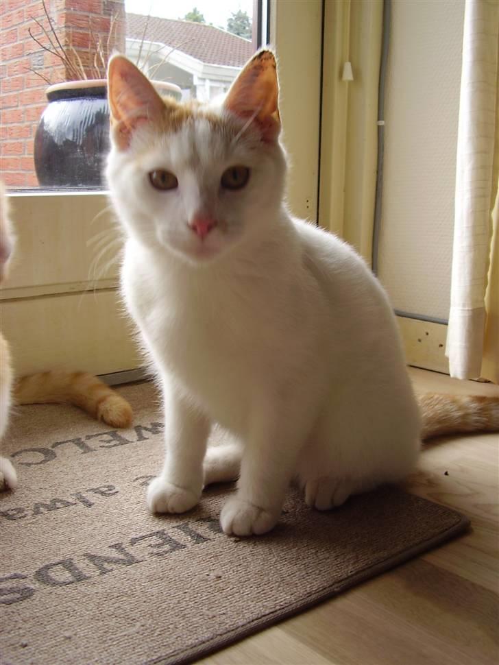 Huskat Abu - "Jeg kommer og ta´r dig" :b billede 13