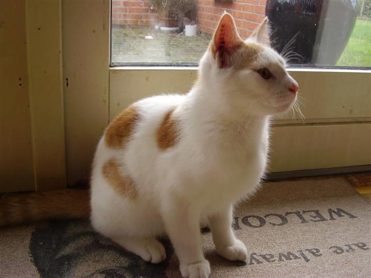 Huskat Abu - Ser måske lidt sjov ud? :b billede 14