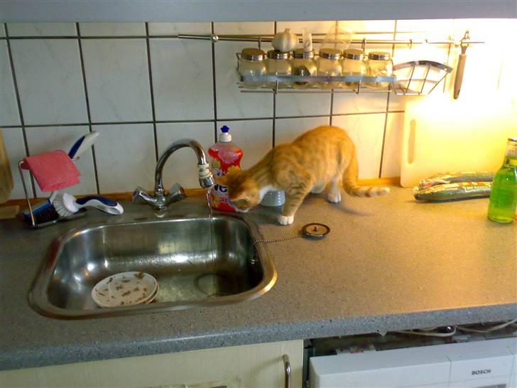 Huskat Garfield R.I.P <3 - Jeg skal lige se hva der sker heroppe... billede 4