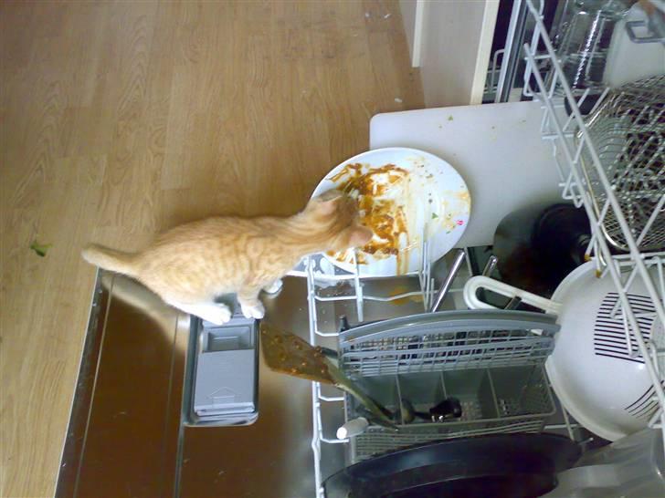 Huskat Garfield R.I.P <3 - Uhmm det her smager godt.. billede 3