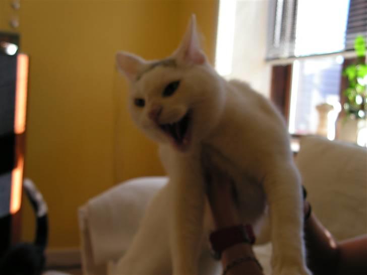 Blanding af racer Missen - Han kan også skabe sig billede 6