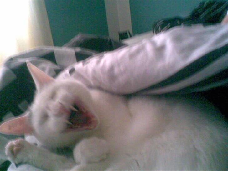 Blanding af racer Missen - Gaab... Er lige vågnet.. billede 7