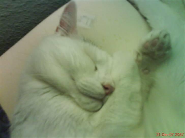 Blanding af racer Missen billede 8