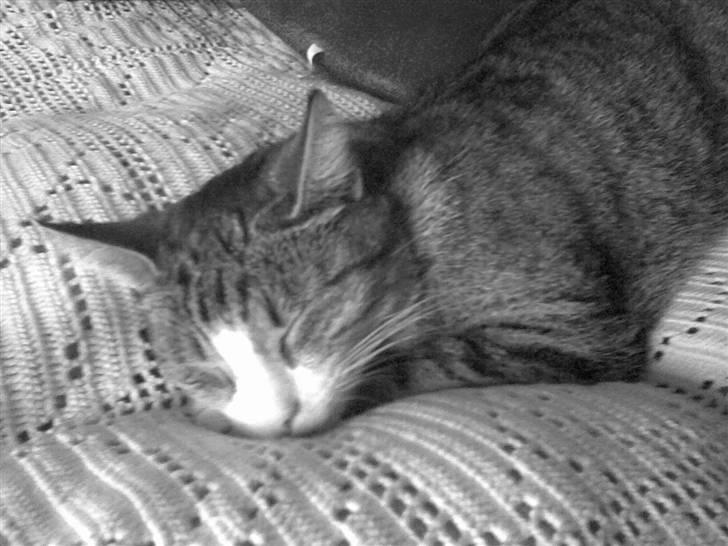 Huskat bølle billede 11