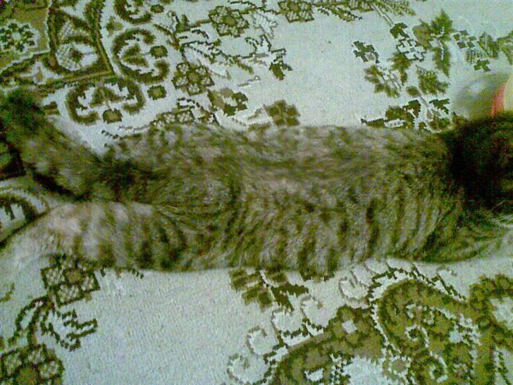 Huskat Sasha billede 15