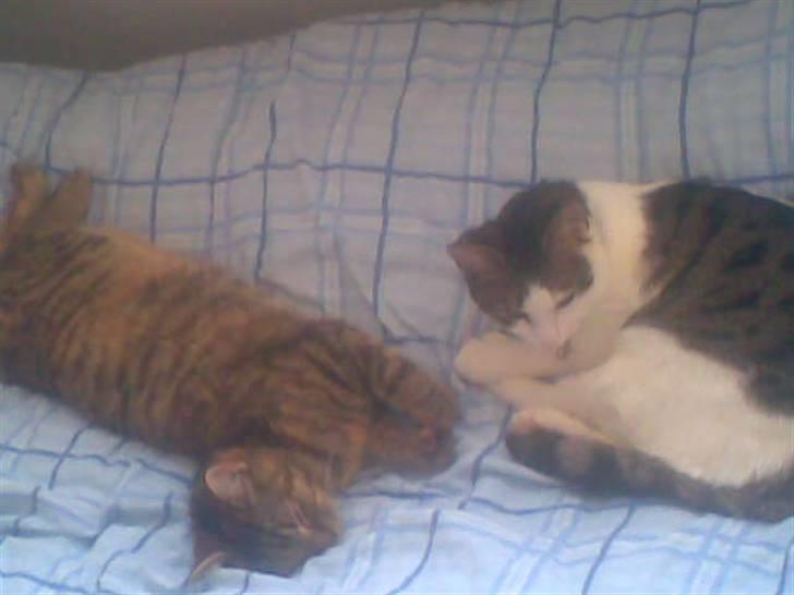 Huskat Sasha billede 16