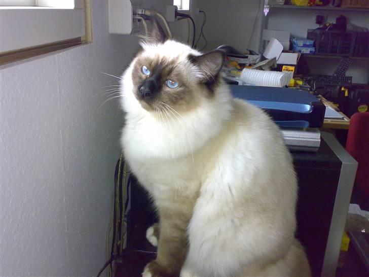 Hellig Birma Morris billede 11