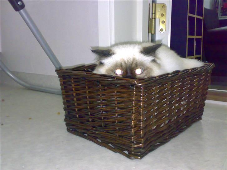 Hellig Birma Morris billede 12