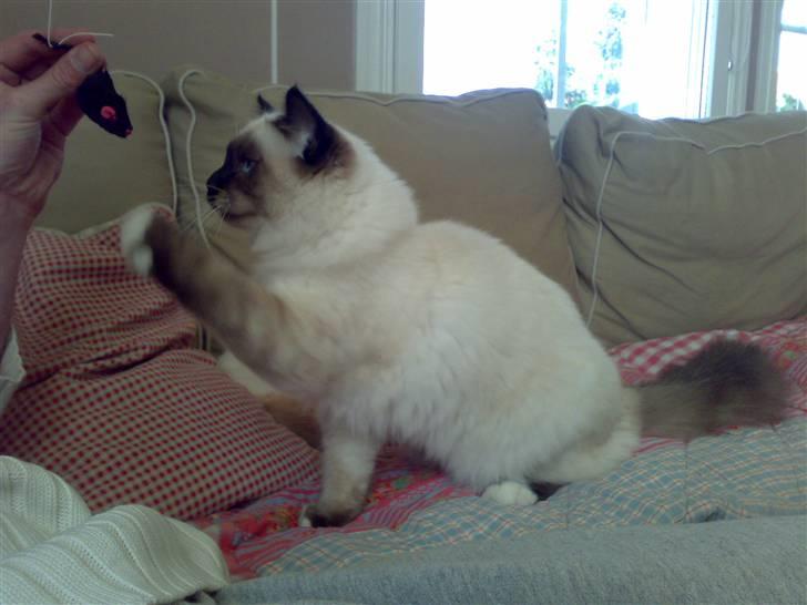 Hellig Birma Morris billede 13