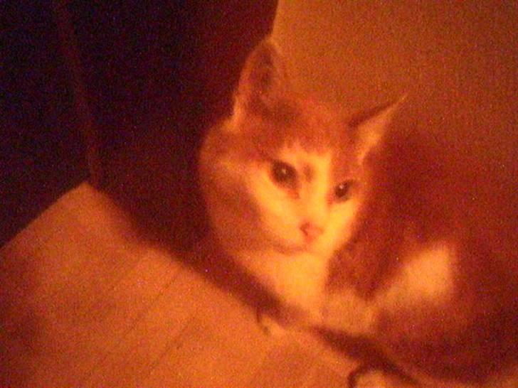 Huskat Bimse - Bimse :D det bedste billed af ham? billede 1