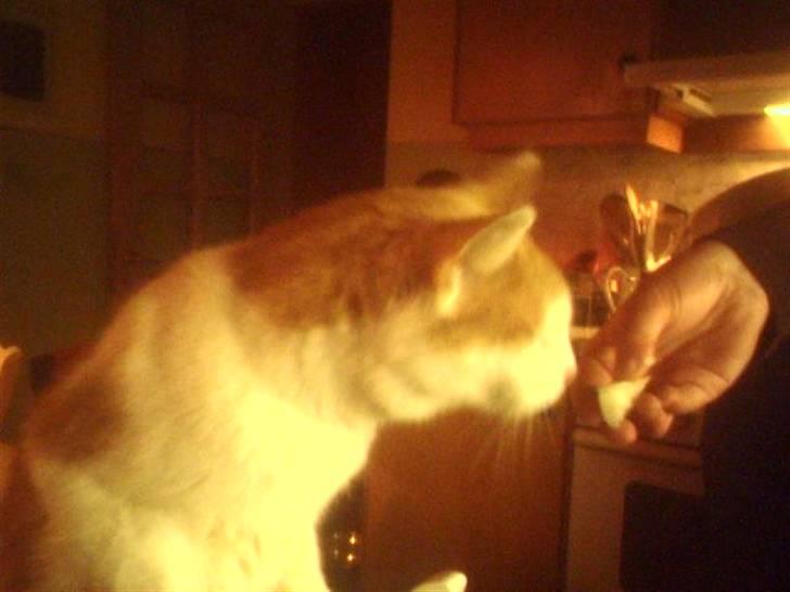 Huskat Bimse - Bimse ved bordet når vi spiser :D billede 2