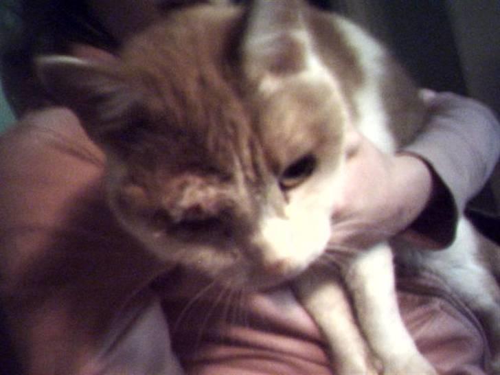 Huskat Bimse - Den lille laban :D Bimse / Bimmer billede 3