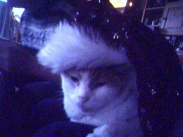 Huskat Bimse - Bimse til jul :D 2007 billede 4