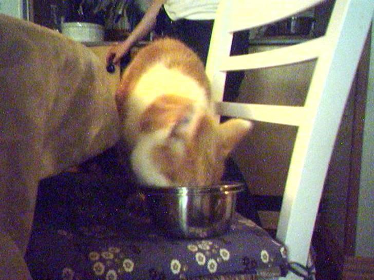 Huskat Bimse - Bimse spiser af sin madskål på stolen for at Julius ik tager maden fra ham :D billede 5
