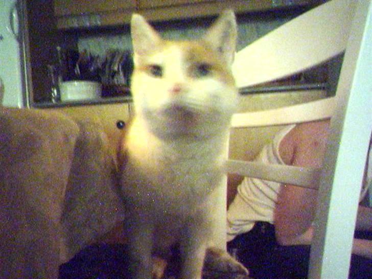 Huskat Bimse - Holder øje med Julius.. Hvis han kommer får han en klo i næsen :P billede 6