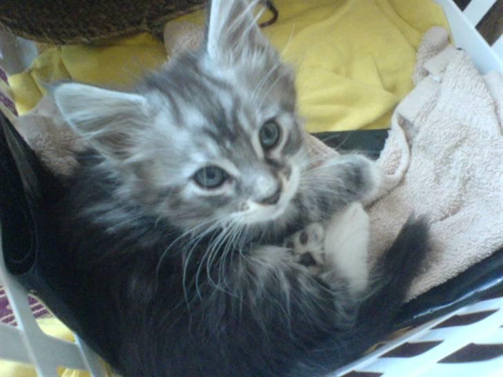 Maine Coon Burzum billede 4