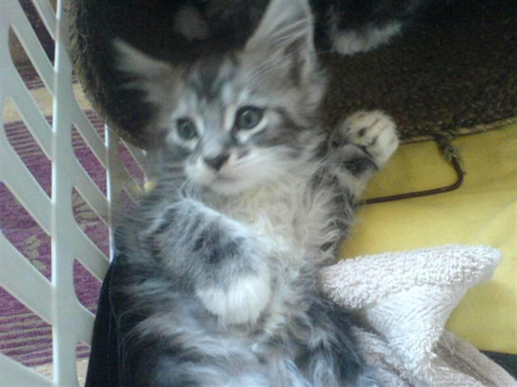 Maine Coon Burzum billede 5