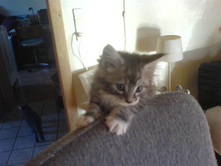 Maine Coon Burzum billede 6