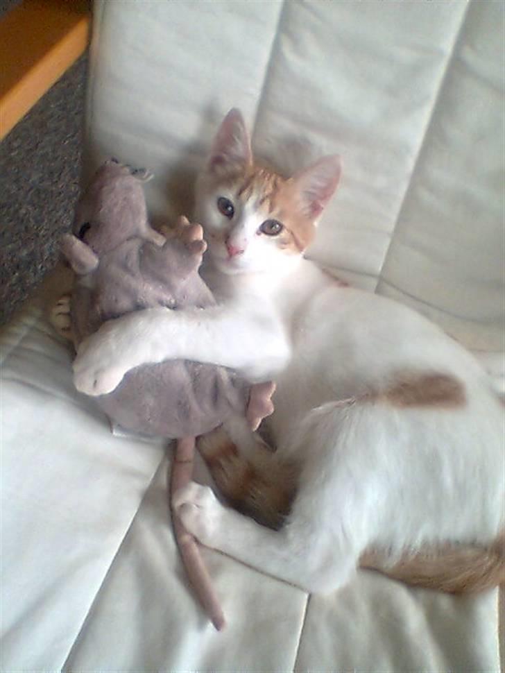 Huskat Pjevs ( pjevsi ) - Pjevs med sin rotte billede 1