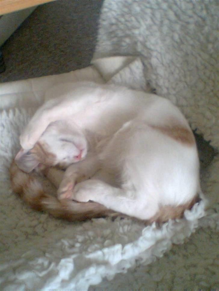 Huskat Pjevs ( pjevsi ) - sover sødt billede 2