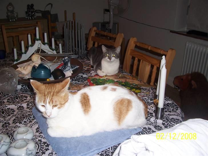 Huskat Pjevs ( pjevsi ) - 2 katte på et bord billede 3