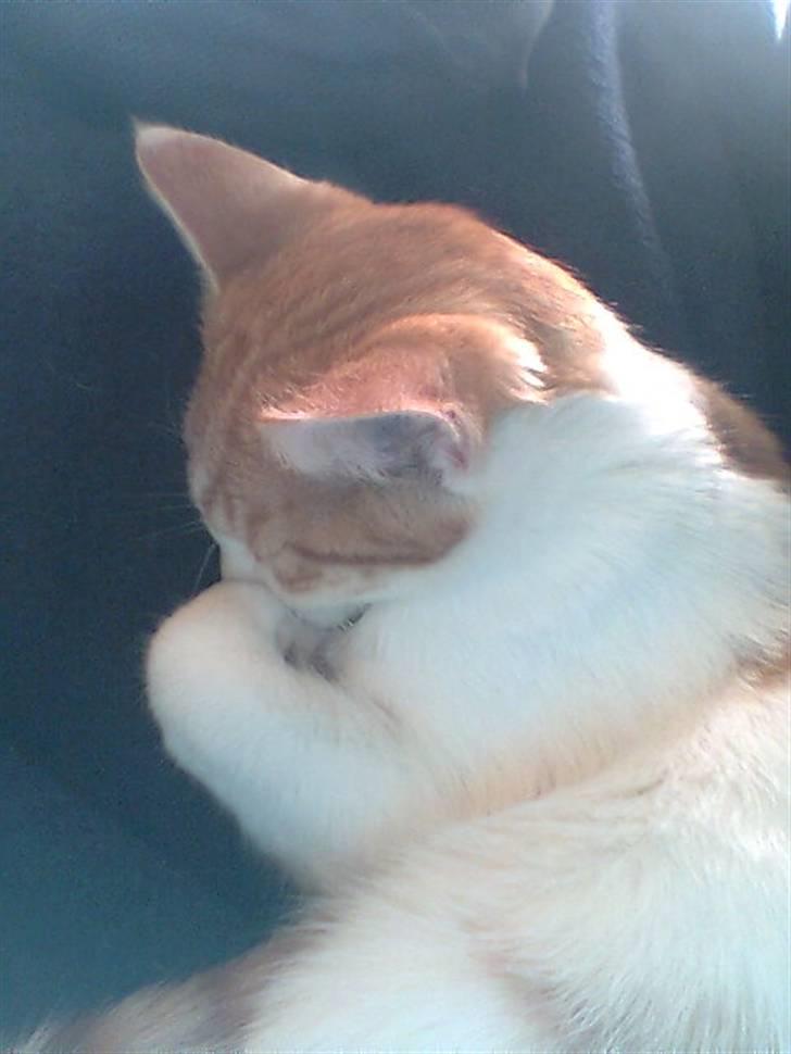 Huskat Pjevs ( pjevsi ) - Pjevs sover billede 4