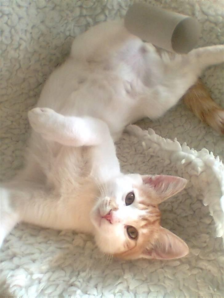 Huskat Pjevs ( pjevsi ) - nyder tilværelsen billede 5