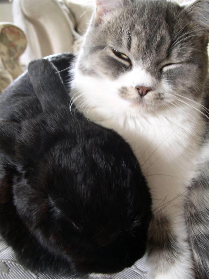 Blanding af racer GURLI - Gurli og hendes reservemor kaninen Joppe HYGGE HVA... billede 1