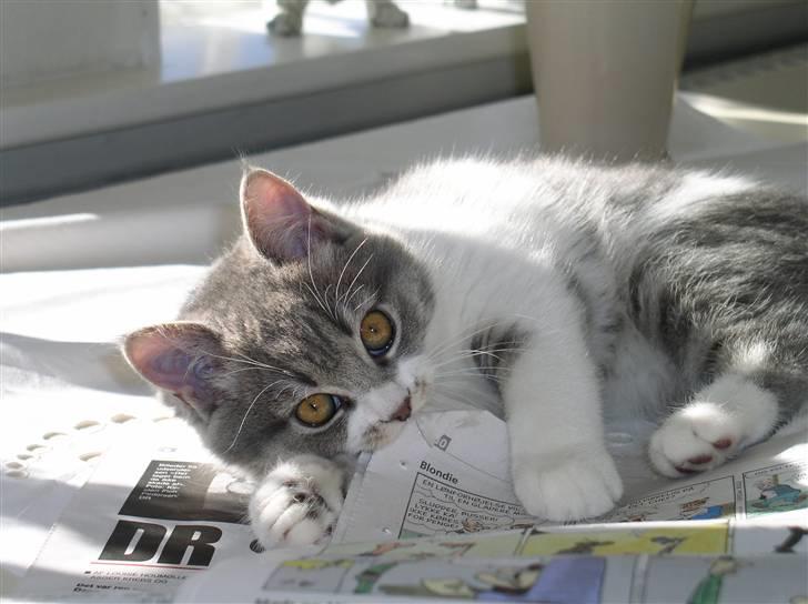 Blanding af racer GURLI billede 2