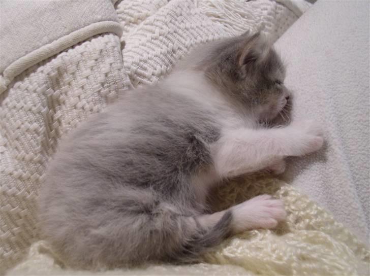 Blanding af racer GURLI - Gurlibaby billede 3