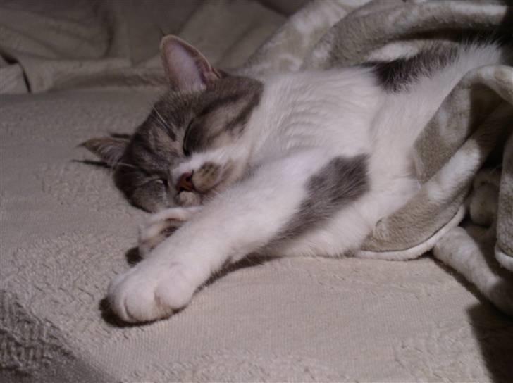 Blanding af racer GURLI billede 4