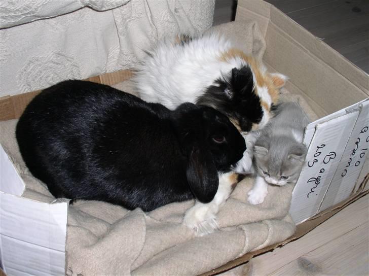 Blanding af racer GURLI - Gurli mor bine og tante Joppe billede 5