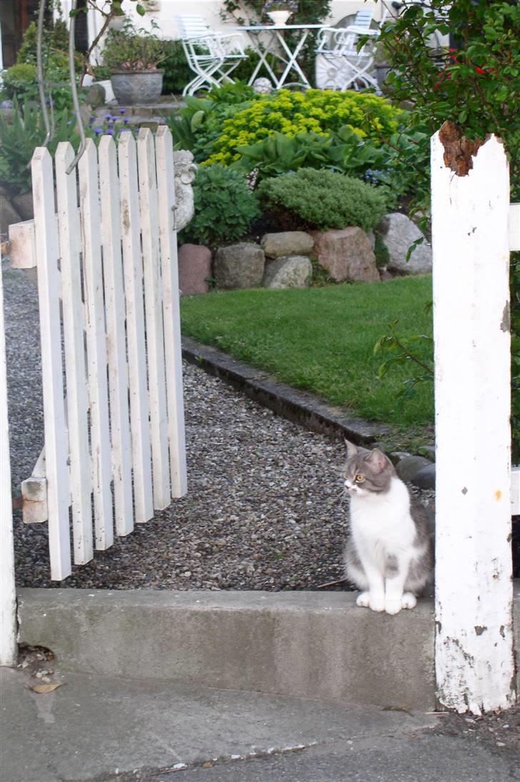 Blanding af racer GURLI billede 6