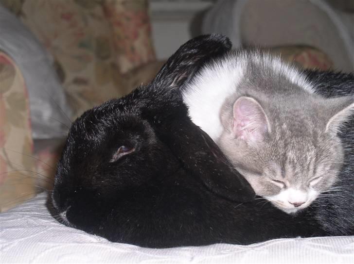 Blanding af racer GURLI - Gurli og tante Joppe billede 7